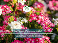 Verbena Compacta Mix Seeds – Dwarf Groundcover Perennial, Bee-Friendly, Non-GMO, Vibrant Colorful Blooms, Ideal for Gardens & Landscapes