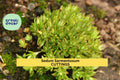 50 Sedum Sarmentosum Cuttings | Fast-Growing Creeping Succulent Ground Cover for Gardens & Pots