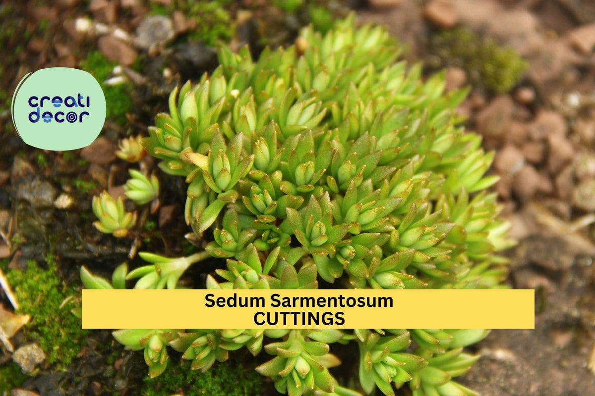50 Sedum Sarmentosum Cuttings | Fast-Growing Creeping Succulent Ground Cover for Gardens & Pots