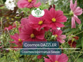 Cosmos Dazzler Flower Seeds – 50 Non-GMO, Butterfly & Pollinator Friendly, Vibrant Magenta Blooms, Easy to Grow Annual, Cosmos bipinnatus