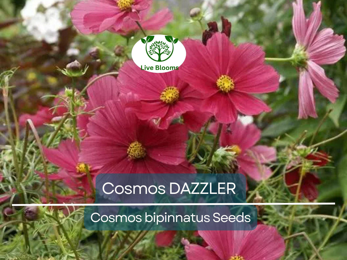 Cosmos Dazzler Flower Seeds – 50 Non-GMO, Butterfly & Pollinator Friendly, Vibrant Magenta Blooms, Easy to Grow Annual, Cosmos bipinnatus