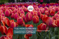 Tulip Bulbs 5-Pack | Red Darwin Hybrid Tulip 'World’s Fire' | Spring Flowering, Full Sun, Cold Hardy, 55cm Tall
