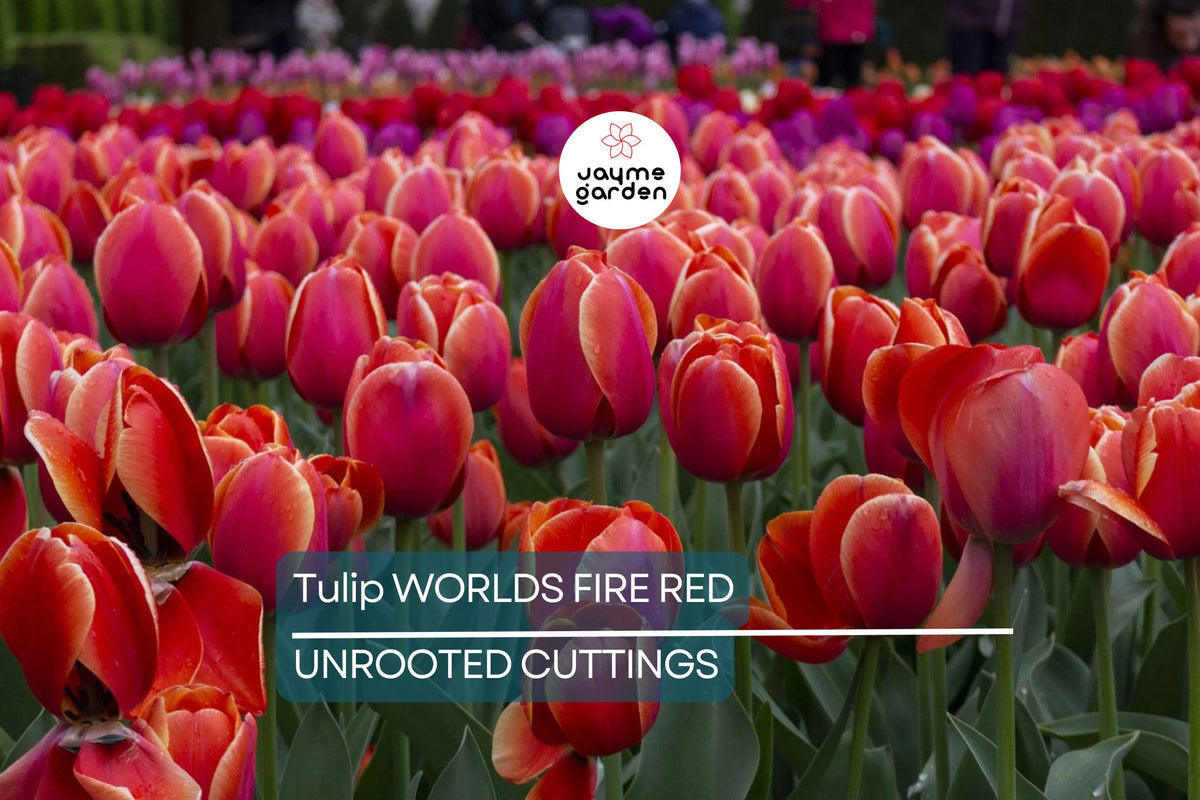 Tulip Bulbs 5-Pack | Red Darwin Hybrid Tulip 'World’s Fire' | Spring Flowering, Full Sun, Cold Hardy, 55cm Tall