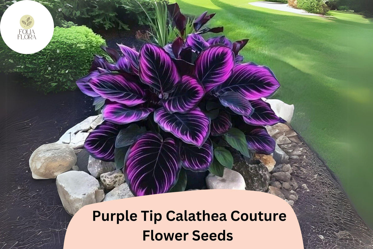 Purple Tip Calathea Seeds | Exotic Tropical Foliage for Indoor & Garden | Calathea sp.