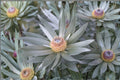 5 Silver Tree Seeds – Leucadendron argenteum Rare South African Evergreen Plant for Collectors