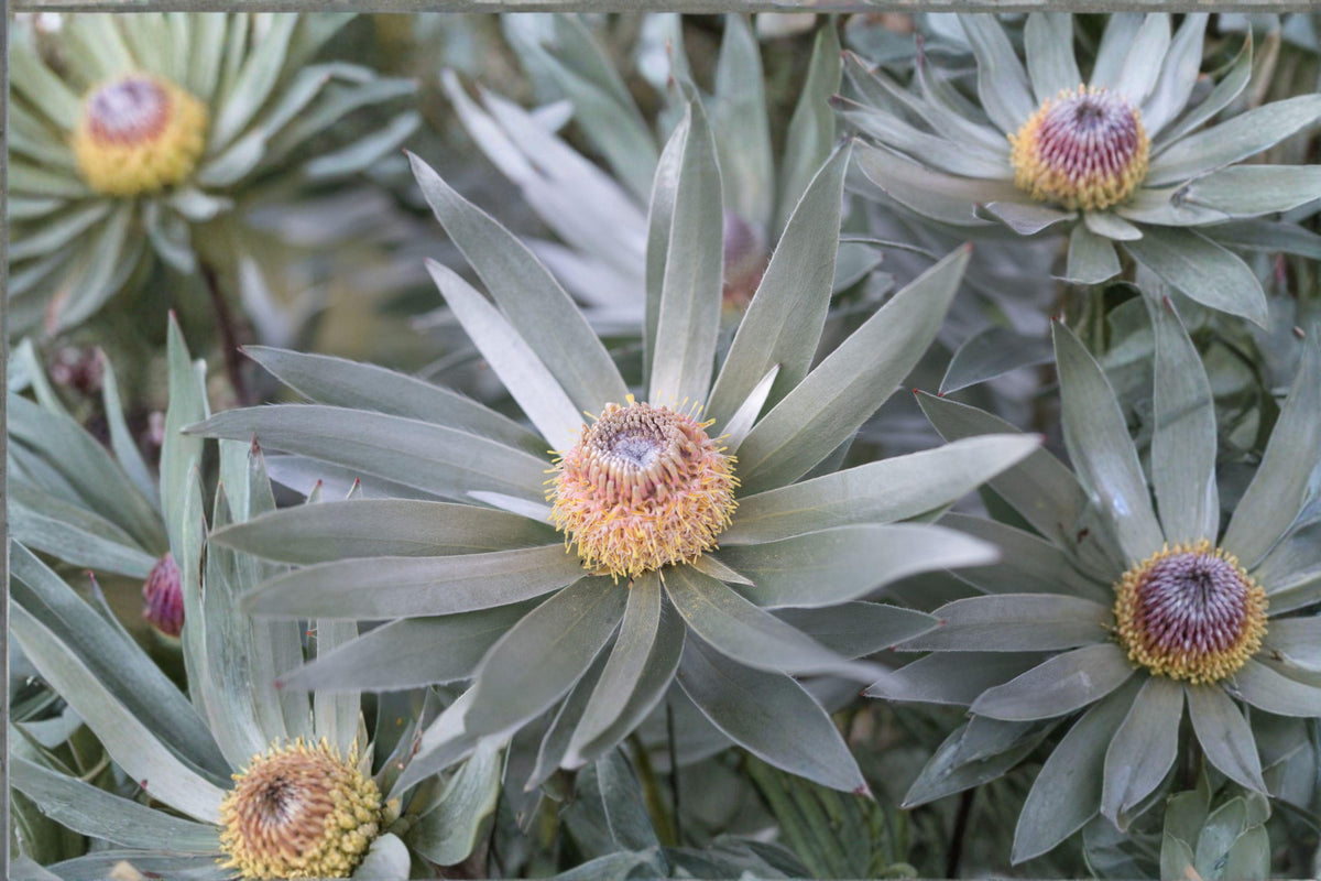 5 Silver Tree Seeds – Leucadendron argenteum Rare South African Evergreen Plant for Collectors