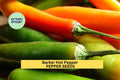 3pcs Barker Hot Pepper Seeds – Fiery New Mexico Chile for Salsas, Drying, Roasting, Spicy Garden Harvests, Capsicum annuum