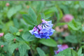 Virginia Bluebells Seeds – Mertensia virginica Native Woodland Wildflower, Early Spring Bloom, Shade Tolerant, Perennial Plant