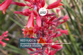 Red Yucca Seeds Hesperaloe parviflora Drought Tolerant Perennial Succulent for Xeriscape & Rock Gardens
