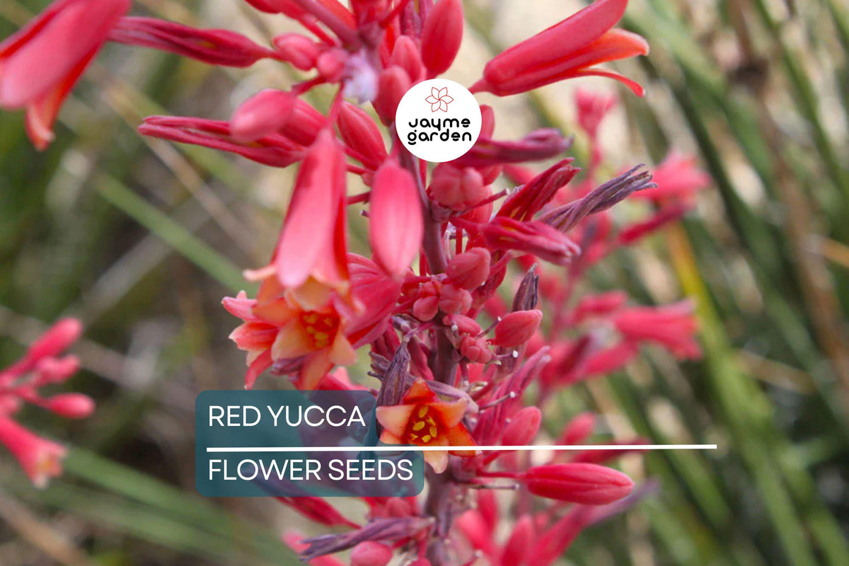 Red Yucca Seeds Hesperaloe parviflora Drought Tolerant Perennial Succulent for Xeriscape & Rock Gardens