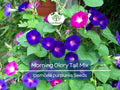 Morning Glory Seeds Tall Mix – Ipomoea purpurea – 5-Color Blooming Climbing Vine – Non-GMO, Pollinator Magnet, Hummingbird Attractant