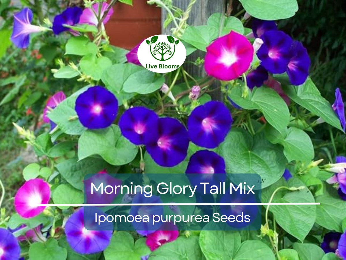 Morning Glory Seeds Tall Mix – Ipomoea purpurea – 5-Color Blooming Climbing Vine – Non-GMO, Pollinator Magnet, Hummingbird Attractant