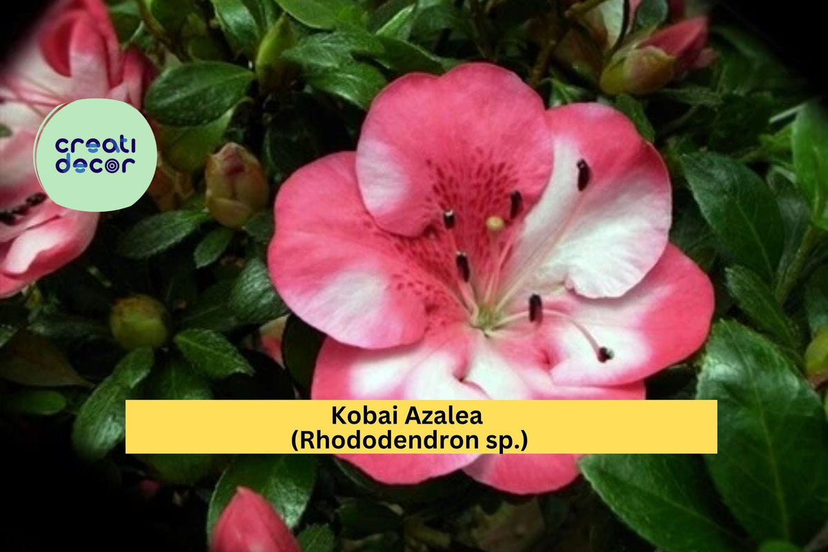Kobai Azalea Starter Plant – Rhododendron Deciduous Hybrid with Pink-Red Bi-Color Blooms, Hardy Garden Shrub