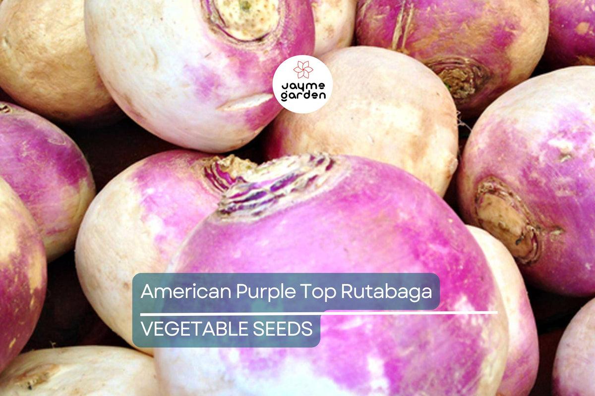 1000 American Purple Top Rutabaga Seeds – Heirloom, Non-GMO, Cold-Hardy Root Vegetable, Brassica napus, Full Sun, 90-120 Days