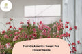 Sweet Pea Seeds, Turral’s America, Fragrant Red & White Striped Flowers, Lathyrus odoratus, Climbing Annual Plant