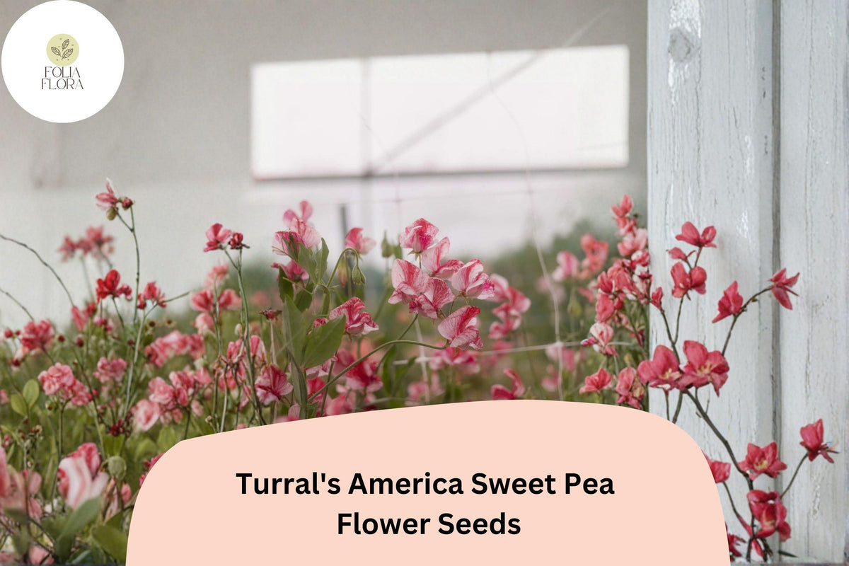 Sweet Pea Seeds, Turral’s America, Fragrant Red & White Striped Flowers, Lathyrus odoratus, Climbing Annual Plant