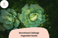 500+ Stonehead Cabbage Seeds | Heirloom Brassica oleracea Green Cabbage for Garden, Bulk Vegetable Seeds