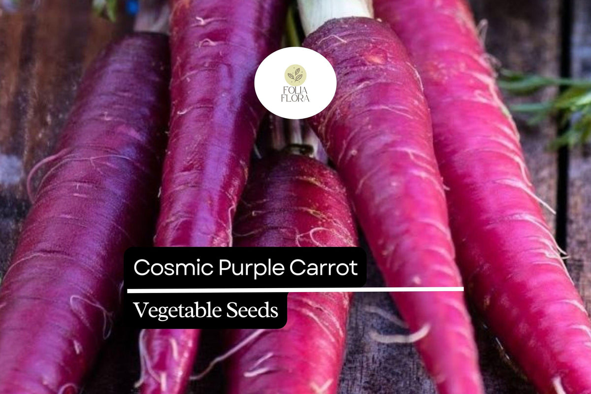 Cosmic Purple Carrot Seeds – 300 Pack, Heirloom Daucus carota, Vibrant Purple Skin, Sweet Orange Core, Nutritious, Easy to Grow