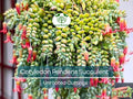 Unrooted Succulent Cuttings - Cotyledon pendens - 3-4 Inch Trailing Fleshy Leaves for Propagation & Garden