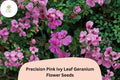 25+ Precision Pink Ivy Leaf Geranium Seeds | Trailing Pink Blooms for Hanging Baskets & Garden Containers | Pelargonium peltatum