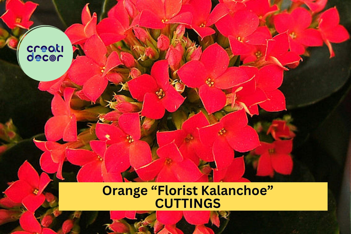 Organic Orange Kalanchoe Blossfeldiana Cuttings – Succulent Starter for Indoor & Outdoor Gardens