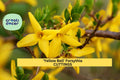 15 Forsythia ‘Yellow Bell’ Cuttings – Hardy Ornamental Shrub for Spring Blooms, Privacy Screens & Borders | Forsythia x intermedia
