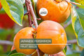 Japanese Persimmon Tree Seeds - Diospyros kaki - Hardy Fruit Tree for Garden & Container Growth