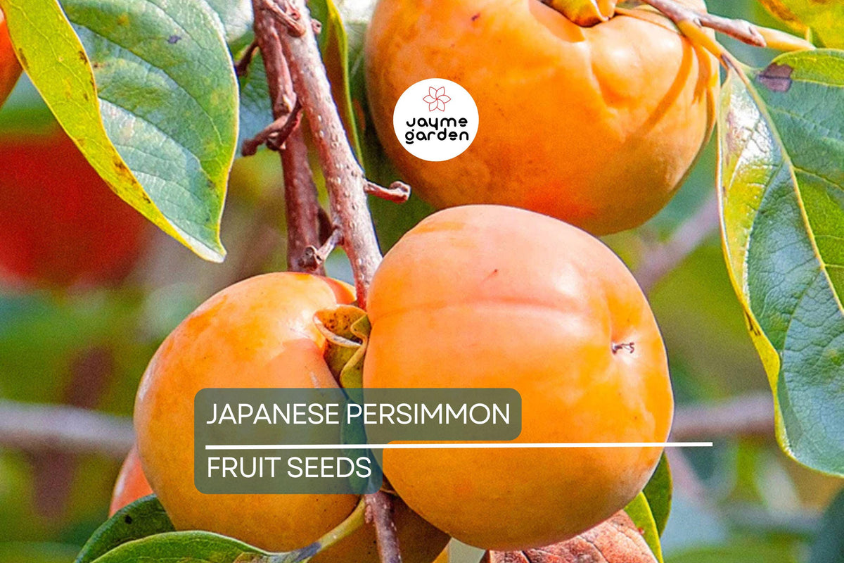Japanese Persimmon Tree Seeds - Diospyros kaki - Hardy Fruit Tree for Garden & Container Growth