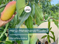 Grafted Mango Mahachanok Starter Plant - 3'-4' Tall Live Fruit Tree - Sweet, Tangy, Fiber-Free Mango - Tropical Garden or Patio Tree
