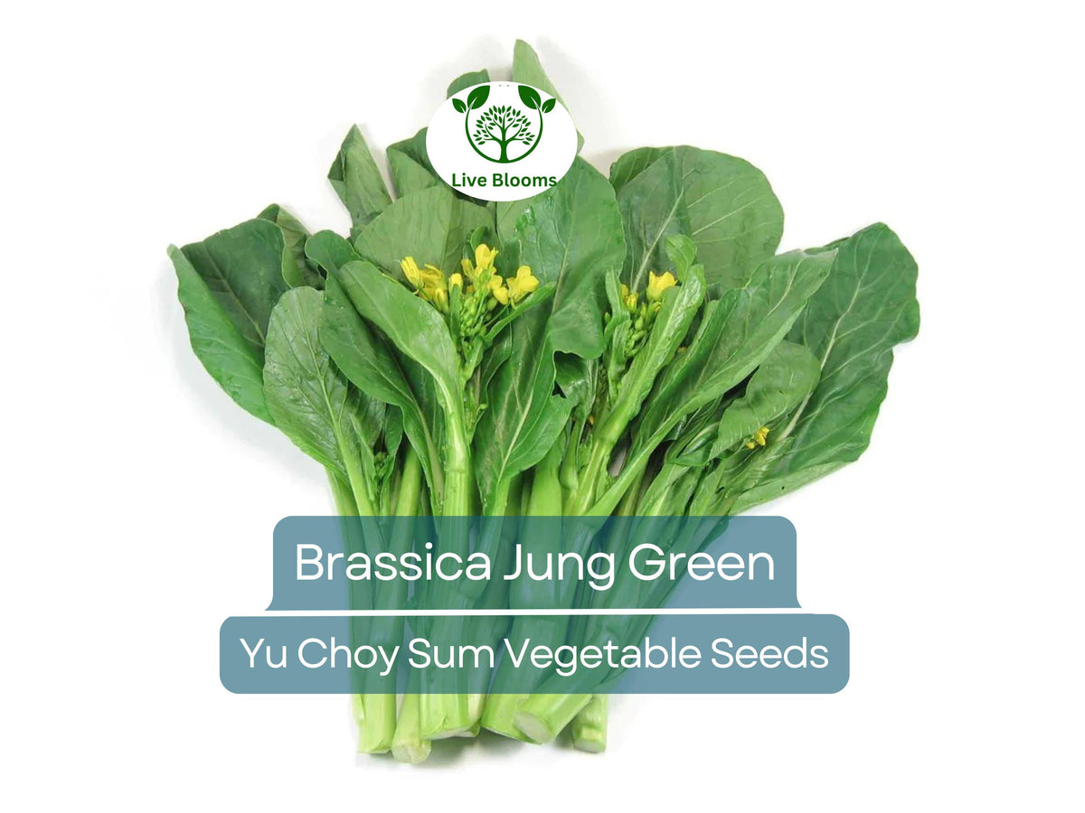 150 Yu Choy Sum Seeds - Brassica Jung Green, Asian Green for Stir-Fry & Culinary Use, Heirloom, Cool-Season Gardening