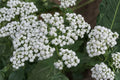 Wild Quinine Seeds – Parthenium integrifolium – Native Prairie Perennial for Pollinators, Herbaceous Plant