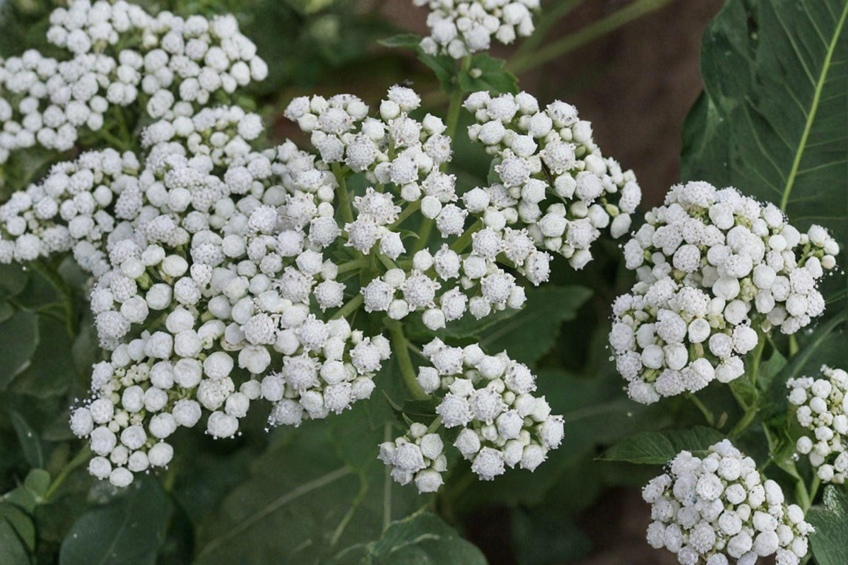 Wild Quinine Seeds – Parthenium integrifolium – Native Prairie Perennial for Pollinators, Herbaceous Plant