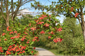 Amur Maple Seeds Acer ginnala 10 Pack | Bright Red Fall Foliage | Hardy Ornamental Tree for Landscaping
