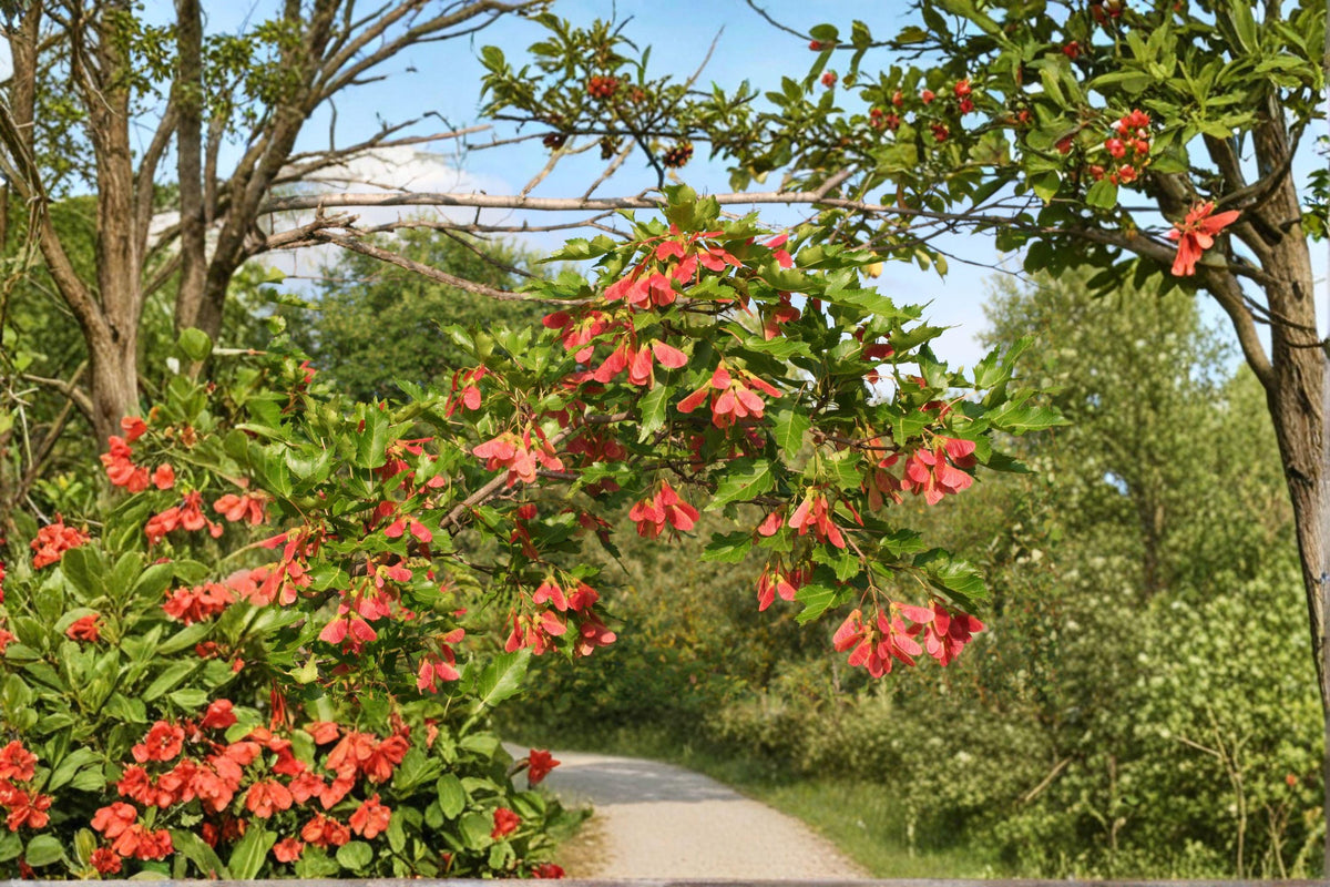 Amur Maple Seeds Acer ginnala 10 Pack | Bright Red Fall Foliage | Hardy Ornamental Tree for Landscaping