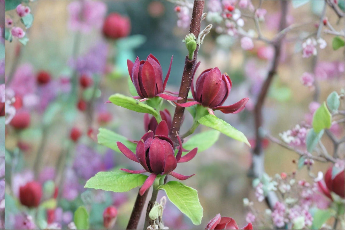 Sweetshrub Live Plants 1-2 ft Tall, Fragrant Flowering Shrub Calycanthus floridus, Ornamental Garden Plant