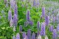 Anise Hyssop Seeds – Agastache foeniculum Native Perennial Herb for Pollinators, Lavender-Blue Flowers, Drought Tolerant, 100 Seeds