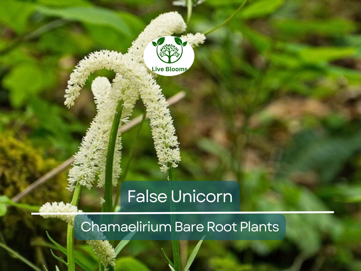 False Unicorn Plants – Bare Root, White Flowering, Native Woodland Wildflower, Chamaelirium luteum (3 Pack)