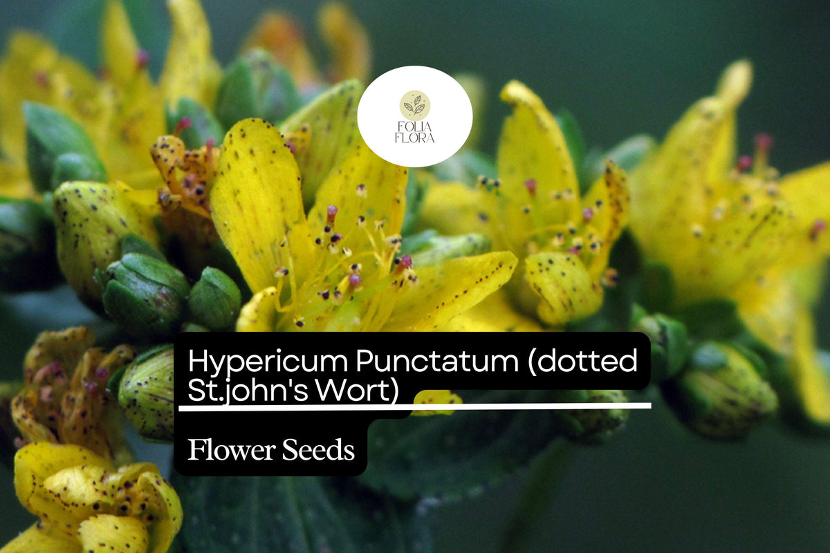 50mg Hypericum Punctatum Seeds - Dotted St. John's Wort, Native Wildflower for Pollinators, Bright Yellow Flowers, Hypericum Punctatum