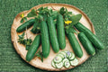Spacemaster 80 Compact Bush Cucumber Seeds – Early, Productive, Non-GMO, 35 Seeds for Containers & Small Gardens