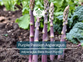 Purple Passion Asparagus Crowns – 2-Year Bare Root Plants – Vibrant Purple Spears – Asparagus officinalis