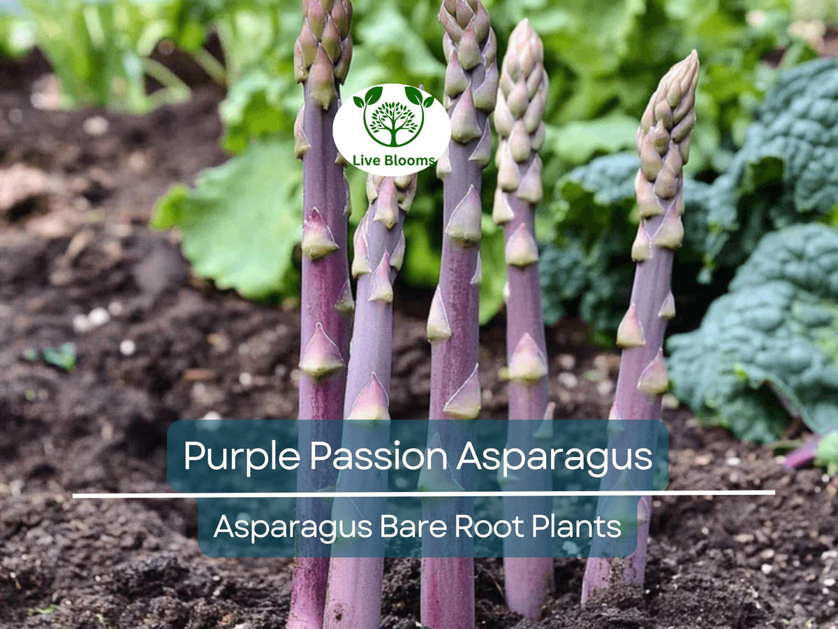 Purple Passion Asparagus Crowns – 2-Year Bare Root Plants – Vibrant Purple Spears – Asparagus officinalis