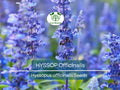 Hyssop Seeds 200 Non-GMO Perennial Herb Attracts Pollinators Drought-Tolerant Hyssopus officinalis