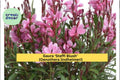 Pink Jasmine Starter Plant – Fragrant Pink-White Star Flowers – Jasminum polyanthum – Garden, Patio, Indoor, Outdoor