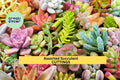Assorted Succulent Cuttings 30-Pack | Colorful 3-5 Inch Varieties for DIY Gardens, Terrariums & Gifts