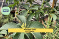 Zutano Avocado Tree Cuttings | Unrooted Grafting Scions | Persea americana 'Zutano' | Type B Pollinator for Hass
