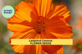 200+ Ladybird Cosmos Seeds – Compact Red, Orange & Yellow Blooms for Garden Planting, Pollinator-Friendly Annuals – USA