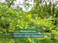 10 Honeylocust Tree Seeds Gleditsia caspian Fast-Growing Shade Landscaping Drought-Resistant