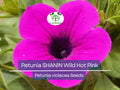 2000 Seeds Petunia x hybrida SHANIN Wild Hot Pink Flowers for Spring Gardens, Container & Bed Plants
