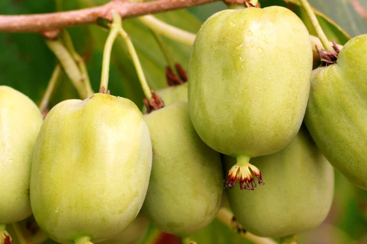 Hardy Kiwi Cuttings – Organic Female Geneva Actinidia Arguta Vine for Growing Tropical Fruit