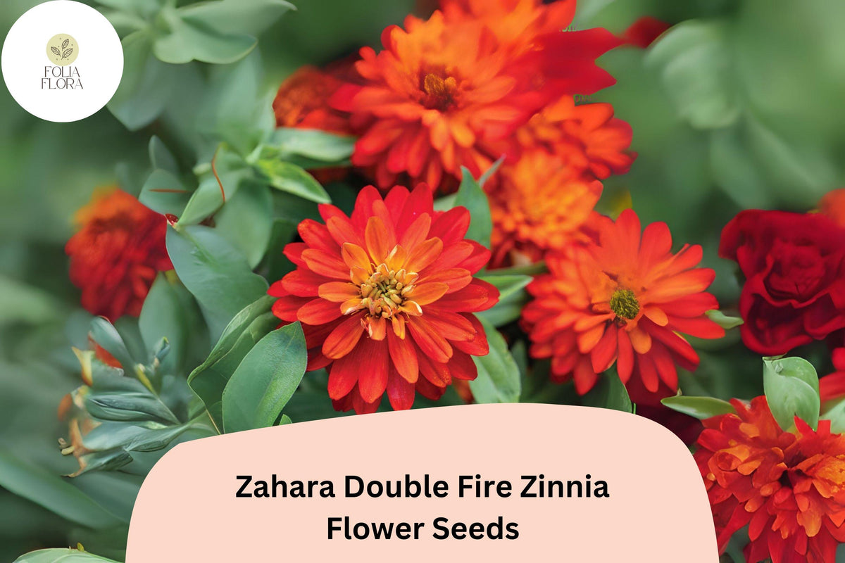 100+ Zahara Double Fire Zinnia Seeds – Bright Orange-Red Annual Flowers for Garden, Borders & Containers – Zinnia marylandica
